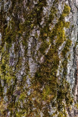 Zengin doku ve katmanlara sahip bir ağaç kabuğunun yakın çekimi, doğal çürüme ve organik desenler gösteriyor. Güneş ışığı, yıpranmış ahşap yüzeyin karmaşık detaylarını vurgular.