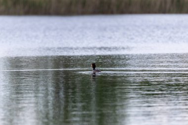 Büyük bir ibikli yunus balığı sakin bir gölde tek başına yüzer ve hafif dalgalanmalar yaratır. Su, mavi ve yeşil renkleri harmanlayarak gökyüzünü yansıtır. Arka plandaki uzun sazlıklar sakin doğal sahneye derinlik ekler.
