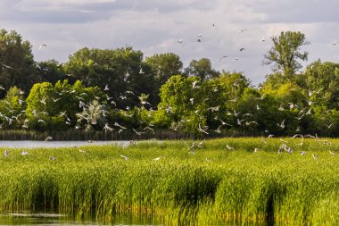 Birçok martı göllerde, nehirlerde ve kanallarda balık avlar. Martılar suyun üzerinde uçar. Martılar zarif bir şekilde suyun yüzeyinde süzülür, kanatları dalgalanan dalgaların üzerinde narin gölgeler bırakır..