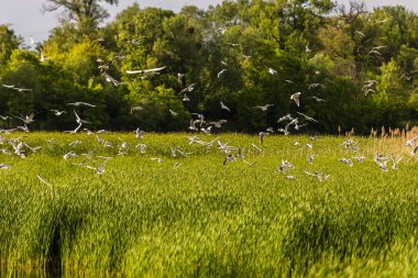 Birçok martı göllerde, nehirlerde ve kanallarda balık avlar. Martılar suyun üzerinde uçar. Martılar zarif bir şekilde suyun yüzeyinde süzülür, kanatları dalgalanan dalgaların üzerinde narin gölgeler bırakır..