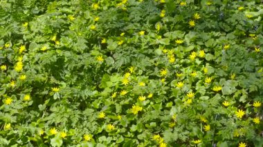 Yeşil bitkilerle dolu canlı bir çayır ve güneş ışığı altında açan sarı çiçekler, parlak ve neşeli bir doğal manzara yaratıyor, bahar ya da yaz ayarı için mükemmel..