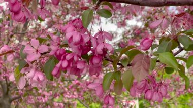 Bir ağaçta canlı pembe çiçeklerin yakın çekimi, rüzgarda hafifçe sallanıyor. Narin taç yaprakları ve yemyeşil yapraklar güzel bir kontrastlık yaratır, baharın özünü tam çiçeklenerek yakalar..