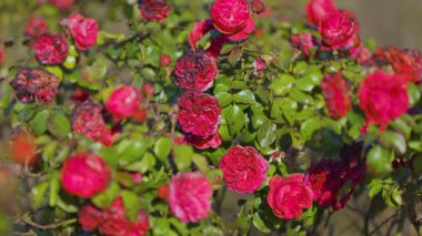 Yeşil yapraklarla çevrili solgun çiçeklerle karışık parlak kırmızı güller, güzel bir dengeyi yakalıyor ve sakin bir bahçenin sıcak güneş ışığı altında çürüyor..