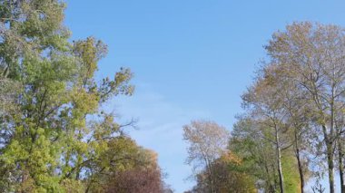 Video, turuncu, sarı ve yeşil tonlarıyla canlı sonbahar yapraklarını yakalar. Beyaz kabuklu uzun ağaçlar açık mavi gökyüzüne karşı kontrastı ekler. Huzurlu bir mevsim manzarası.