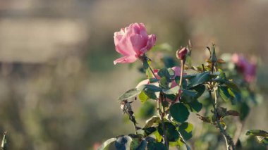 Yapraklar ve ince örümcek ağlarıyla çevrili yumuşak güneş ışığında narin pembe bir gül. Arka planda ılık, bulanık renklerle, barışçıl ve romantik bir atmosfer yaratan rüya gibi bir bokeh etkisi var..
