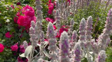 Arılar verimli bir bahçede mor ve pembe çiçekler açarak vızıldıyor. Canlı renkler, yeşil yapraklar ve doğal güzellik huzurlu ve hayat dolu bir yaz ortamı yaratır..