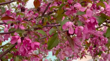 Bir ağaçta canlı pembe çiçeklerin yakın çekimi, rüzgarda hafifçe sallanıyor. Narin taç yaprakları ve yemyeşil yapraklar güzel bir kontrastlık yaratır, baharın özünü tam çiçeklenerek yakalar..