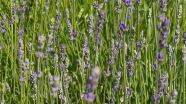 Rüzgarda sallanan narin mor çiçeklerle dolu canlı bir lavanta tarlasının yakın plan görüntüsü. Güneş ışığı yeşil sapları ve yumuşak yaprakları vurgular, sakin ve rahatlatıcı bir atmosfer yaratır..