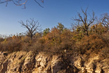 Kuru ağaçlar ve çalılarla dolu engebeli bir sonbahar manzarası berrak mavi gökyüzünün altındaki kayalık bir uçurumun tepesinde. Çorak dallarla kontrastın altın rengi manzaralı ve dramatik bir manzara yaratır..