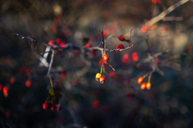 A bush with small red berries sways gently in the breeze. The blurred background highlights the natural beauty of the berries and branches, evoking a serene autumn atmosphere. clipart