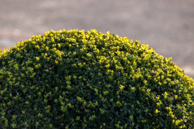 Düzgün budanmış, parlak sarı uçlu yaprakları olan yuvarlak yeşil bir çalı sıcak güneş ışığıyla yıkanır. Bulanık arka plan bitkilerin gür dokusunu ve doğal güzelliğini vurgular..