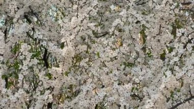 Narin beyaz çiçeklerle kaplı bir ağaç. Küçük yeşil yapraklarla dolu yoğun dallar. Güneş ışığı yaprakların arasından süzülerek yumuşak ve parıltılı bir etki yaratır. Hayat dolu güzel bir bahar sahnesi.
