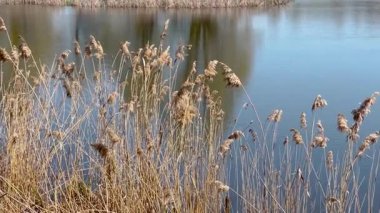 Güneş ışığı, sakin bir gölün kenarında hafifçe sallanıyor, altın renkleri, etraflarındaki yeşillikle çelişiyor, yumuşak, sıcak bir ışığın altında sakin ve huzurlu bir doğal manzara yaratıyor..