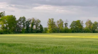 Bereketli yeşil bir alan, ılık güneş ışığıyla yıkanan meltemde usulca sallanıyor. Altın ışık çimenlerin dalgalarını aydınlatırken, arka planda bir sıra ağaç huzurlu manzaraya derinlik katıyor..