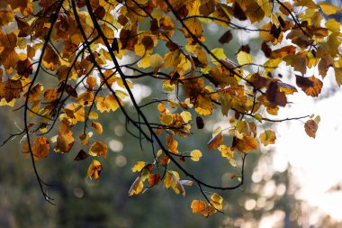 Ilık güneş ışığıyla aydınlatılan altın sonbahar yaprakları, yemyeşil bir yaprak zemininde sallanıyor, dingin bir sonbahar gününün özünü yakalıyor..