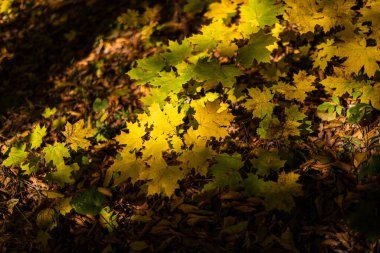 Ormanın zemininde parlak sarı ve yeşil akçaağaç yapraklarından oluşan yakın plan, güneş ışığıyla aydınlatılan kuru kahverengi yaprakların arasına dağılmış, canlı bir sonbahar atmosferi yaratıyor..
