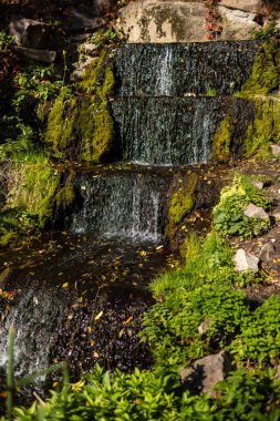 Küçük çağlayan şelale, yemyeşil bitkiler ve dağınık sonbahar yapraklarıyla çevrili yosun kaplı kayaların üzerinden akar. Huzurlu sahne doğal güneş ışığıyla yıkanır..