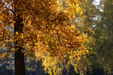 Ilık güneş ışığıyla aydınlatılan altın sonbahar yaprakları, yemyeşil bir yaprak zemininde sallanıyor, dingin bir sonbahar gününün özünü yakalıyor..