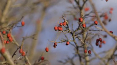 Küçük kırmızı böğürtlenli bir çalı rüzgarda hafifçe sallanıyor. Bulanık arka plan böğürtlen ve dalların doğal güzelliğini vurguluyor, sakin bir sonbahar atmosferini çağrıştırıyor.