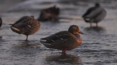 Dişi bir yaban ördeği sığ sularda durur, sıcak güneş ışığında yıkanır. Diğer ördekler, biraz bulanık odaklanırlar, dinlenirler ve arka planda yaşarlar. Kuşun turuncu perdeli ayakları etrafında hafif dalgalanmalar oluşur..