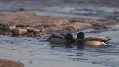 İki erkek yaban ördeği kıyıya yakın sığ sularda duruyor, biri diğerini gagalıyor gibi görünüyor. Sahne, dalgalı su ve arka planda dağınık kayalarla sıcak güneş ışığıyla yıkanır..