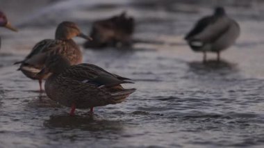 Dişi bir yaban ördeği sığ sularda durur, sıcak güneş ışığında yıkanır. Diğer ördekler, biraz bulanık odaklanırlar, dinlenirler ve arka planda yaşarlar. Kuşun turuncu perdeli ayakları etrafında hafif dalgalanmalar oluşur..