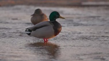 Canlı yeşil kafalı ve sarı gagalı bir erkek yaban ördeği sığ suda, sığ ışığı yansıtıyor. Arka planda dişi bir yaban ördeği bulanıklaşıyor. Su yumuşak dalgalarla parıldıyor..
