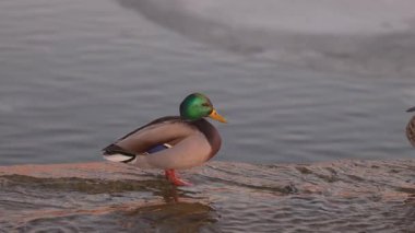 Erkek bir yaban ördeği sığ bir nehir kıyısında duruyor, canlı yeşil kafası ve suyun yumuşak dalgalarıyla çelişen sarı gagası. Sıcak günbatımı, suyun yüzeyine yansıyor..