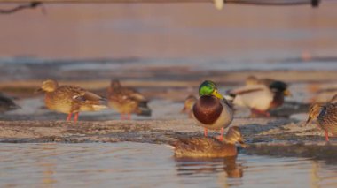 Bir grup yaban ördeği suyun kenarında toplandı. Bazıları yüzerken, bazıları kısmen donmuş bir yüzeyde duruyor. Sıcak altın ışık sudan yansıyarak huzur verici bir sahne yaratır..