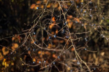 Dry branches with shriveled berries swaying gently in the sunlight, set against a blurred natural background, showcasing the beauty of autumn or winter landscapes. clipart