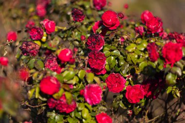 Yeşil yapraklarla çevrili solgun çiçeklerle karışık parlak kırmızı güller, güzel bir dengeyi yakalıyor ve sakin bir bahçenin sıcak güneş ışığı altında çürüyor..