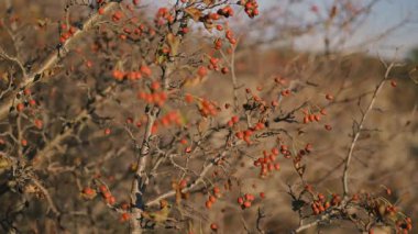 Küçük kırmızı böğürtlenli bir çalı rüzgarda hafifçe sallanıyor. Bulanık arka plan böğürtlen ve dalların doğal güzelliğini vurguluyor, sakin bir sonbahar atmosferini çağrıştırıyor.