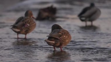 Dişi bir yaban ördeği sığ sularda durur, sıcak güneş ışığında yıkanır. Diğer ördekler, biraz bulanık odaklanırlar, dinlenirler ve arka planda yaşarlar. Kuşun turuncu perdeli ayakları etrafında hafif dalgalanmalar oluşur..
