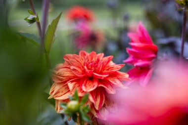 Zarif taç yaprakları ve yemyeşil yapraklarla çiçeklenmiş yakın plan kırmızı yıldız çiçekleri. Çiçekler taze, ayrıntılı ve bulanık doğal bir arka plana çarpıcı, canlı bir bahçe sahnesi yaratıyor..