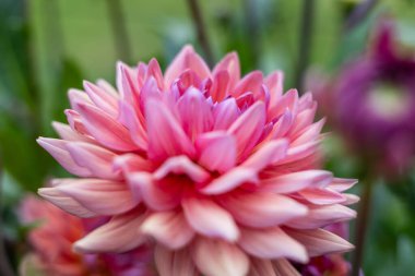 Zarif taç yaprakları ve yemyeşil yapraklarla çiçeklenmiş yakın plan kırmızı yıldız çiçekleri. Çiçekler taze, ayrıntılı ve bulanık doğal bir arka plana çarpıcı, canlı bir bahçe sahnesi yaratıyor..