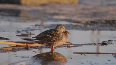 Dişi bir yaban ördeği, dağılmış sazlıklar ve donmuş suyla çevrili buzlu sahilde dinlenir. Altın güneş ışığı tüylerine vurgu yaparak doğada huzurlu bir kış manzarası yaratır..