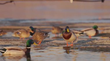 Bir grup yaban ördeği suyun kenarında toplandı. Bazıları yüzerken, bazıları kısmen donmuş bir yüzeyde duruyor. Sıcak altın ışık sudan yansıyarak huzur verici bir sahne yaratır..