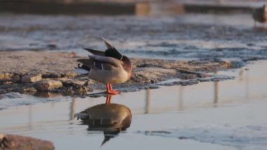 Erkek bir yaban ördeği sığ bir nehir kıyısında duruyor, canlı yeşil kafası ve suyun yumuşak dalgalarıyla çelişen sarı gagası. Sıcak günbatımı, suyun yüzeyine yansıyor..
