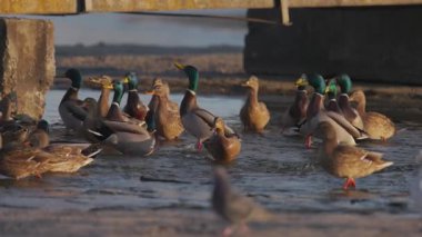 Büyük bir yaban ördeği sürüsü kıyı kenarında toplanarak sığ sularda yüzüyor. Altın güneş ışığı, yoğun bir kış sahnesinde hareket ederken ve etkileşime girerken canlı tüylerini vurgular..