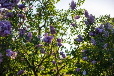 İlkbaharda leylak çiçeği. Leylak çiçekleri ve yeşil yapraklar rüzgarda sallanıyor. Akşam güneşinin ışınları güzel leylak ağaçlarını aydınlatıyor..