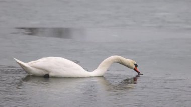 Uzun, kıvrımlı bir boynu olan zarif bir kuğu soğuk bir gölden su içer. Yüzeyde yüzen buzla çevreler sakin. Kuğunun beyaz tüyleri gri suyla tezat oluşturur..