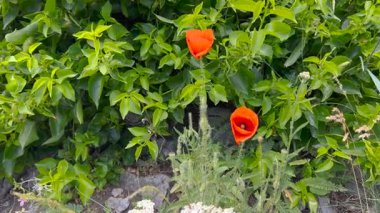 Bereketli yeşil yapraklar ve yabani bitkilerle çevrili canlı kırmızı gelincik çiçeklerinin yakın görüntüsü, huzurlu ve huzurlu bir ortamda doğanın güzelliğini yakalıyor..