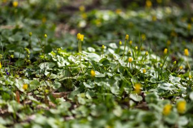 Yeşil yapraklardan oluşan yoğun bir halıdan çıkan parlak sarı çiçekli bir tarla, ilkbahar manzarasını yakalıyor. Tomurcuklar ve çiçekler dik duruyor, yemyeşil yapraklara karşı bir kontrastlık oluşturuyor..