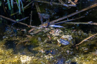Yeşil ve mavi renkli küçük bir kurbağa, yüzen enkaz, dal ve su bitkileriyle çevrili alglerle kaplı suyun üzerinde oturur. Bulanık gölet ışığı yansıtıyor doğal ve dokulu sulak arazi manzarası yaratıyor.