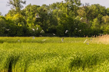 Birçok martı göllerde, nehirlerde ve kanallarda balık avlar. Martılar suyun üzerinde uçar. Martılar zarif bir şekilde suyun yüzeyinde süzülür, kanatları dalgalanan dalgaların üzerinde narin gölgeler bırakır..