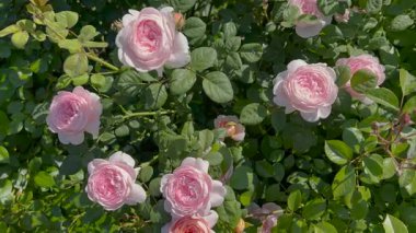 Yumuşak güneş ışığında ince örümcek ağları ve yapraklarla çevrili narin pembe güller. Arka planda ılık, bulanık renklerle, barışçıl ve romantik bir atmosfer yaratan rüya gibi bir bokeh etkisi var..