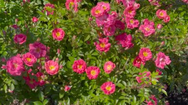 Arılar verimli bir bahçede mor ve pembe çiçekler açarak vızıldıyor. Canlı renkler, yeşil yapraklar ve doğal güzellik huzurlu ve hayat dolu bir yaz ortamı yaratır..