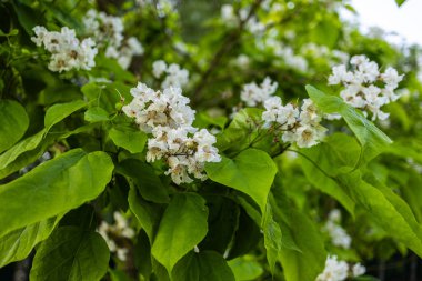 Güzel katalpa çiçeği. Beyaz katalpa çiçekleri ve yeşil yapraklar. Güzel arka plan. Katalpa çiçekleri ve yaprakları rüzgarda sallanıyor.