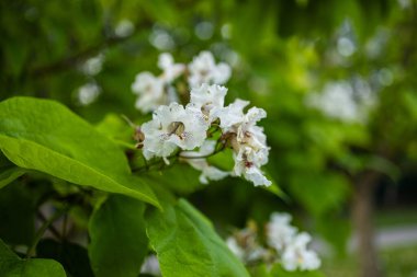 Güzel katalpa çiçeği. Beyaz katalpa çiçekleri ve yeşil yapraklar. Güzel arka plan. Katalpa çiçekleri ve yaprakları rüzgarda sallanıyor.
