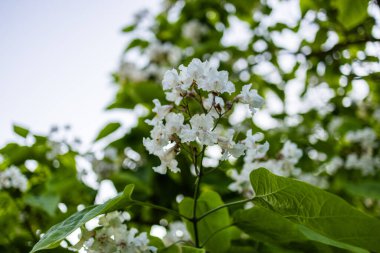 Güzel katalpa çiçeği. Beyaz katalpa çiçekleri ve yeşil yapraklar. Güzel arka plan. Katalpa çiçekleri ve yaprakları rüzgarda sallanıyor.